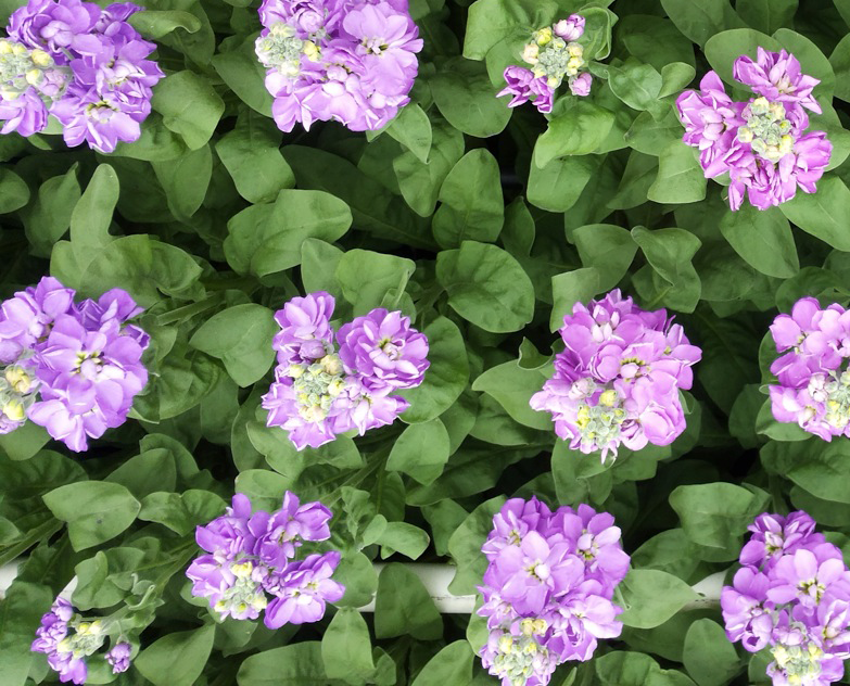 Ledlicht bij zomerbloemen werkt  wel, maar rendeert nog niet