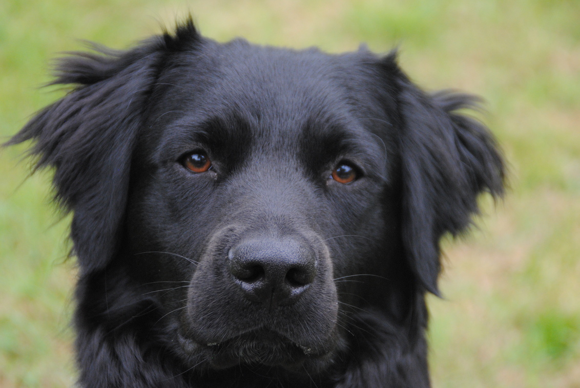 Kunnen honden Fusarium opsporen?