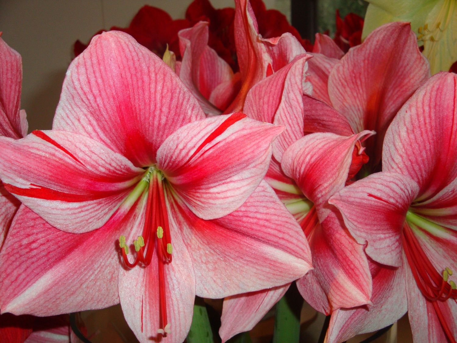 Kan een hond fusarium opsporen bij Amaryllis?