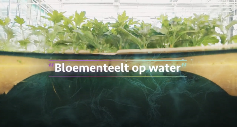 Bloementeelt op water bij Proeftuin Zwaagdijk